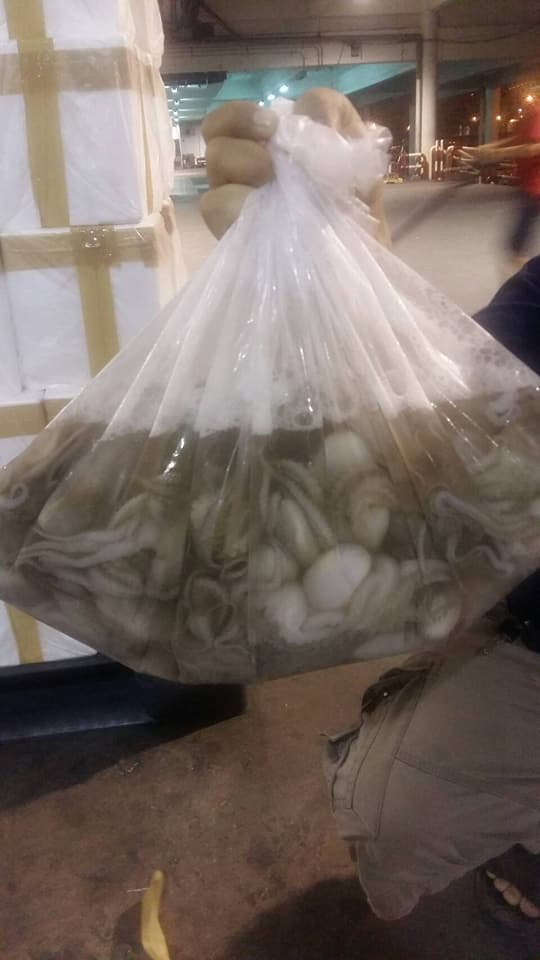 ด่านตรวจสัตว์นำ้ท่าอากาศยานดอนเมือง ตรวจสอบสินค้าสัตว์นำ้ส่งออก..คลิก