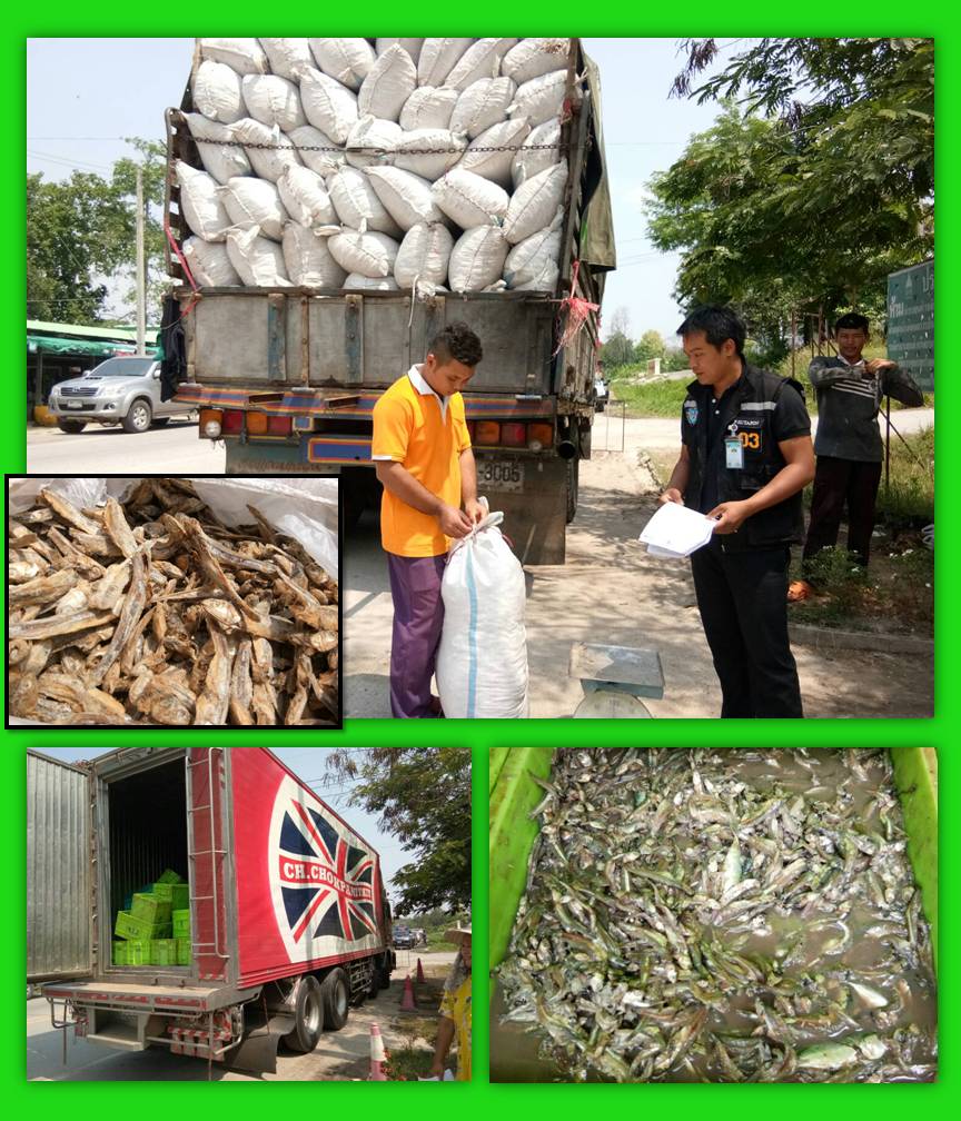 จ้าหน้าที่ด่านตรวจสัตว์น้ำจังหวัดกาญจนบุรี ปฏิบัติหน้าที่ตรวจสอบสินค้าสัตว์น้ำและเอกสารการนำเข้า ปลากะตักแช่เย็น 5,000 กิโลกรัม และปลากะตักตากแห้ง 6,600 กิโลกรัม จากประเทศเมียนมา..คลิก