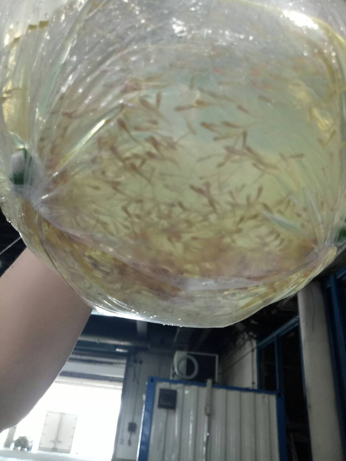 ด่านตรวจสัตว์นำ้ท่าอากาศยานดอนเมือง ตรวจสอบสินค้าสัตว์นำ้นำเข้า..คลิก