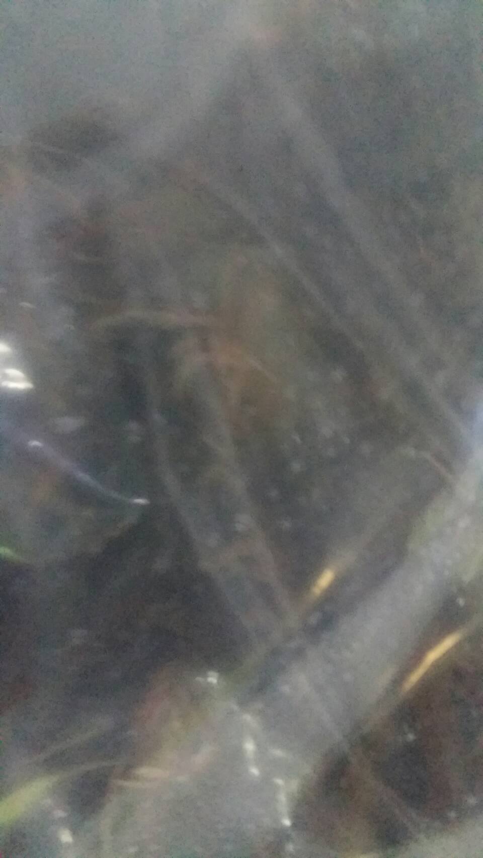 ด่านตรวจสัตว์นำ้ท่าอากาศยานดอนเมือง ตรวจสอบสินค้าสัตว์นำ้ส่งออก..คลิก