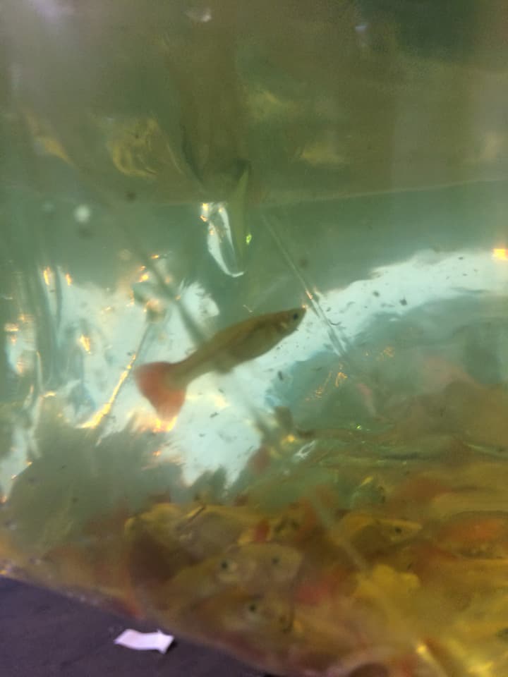 ด่านตรวจสัตว์นำ้ท่าอากาศยานดอนเมือง ตรวจสอบสินค้าสัตว์นำ้ส่งออก..คลิก