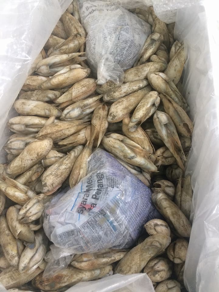 ด่านตรวจสัตว์นำ้ท่าอากาศยานดอนเมือง ตรวจสอบสินค้าสัตว์นำ้นำเข้า..คลิก