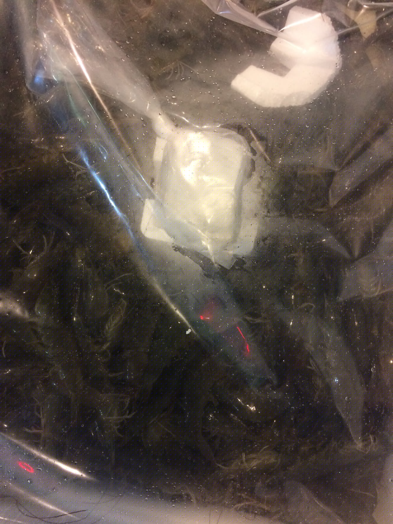 ด่านตรวจสัตว์นำ้ท่าอากาศยานดอนเมือง ตรวจสอบสินค้าสัตว์นำ้ส่งออก..คลิก