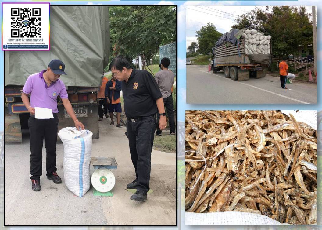 เจ้าหน้าที่ด่านตรวจสัตว์น้ำจังหวัดกาญจนบุรี ปฏิบัติหน้าที่ตรวจสอบสินค้าสัตว์น้ำและเอกสารการนำเข้า ปลากะตักตากแห้ง จากประเทศเมียนมา..คลิก