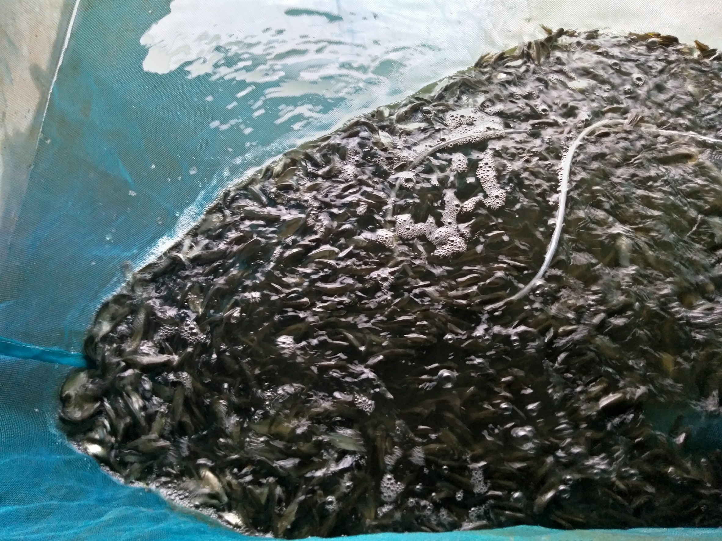 มอบการสนับสนุนพันธุ์สัตว์น้ำจืด (ปลานิลและปลาตะเพียน) ขนาด 5 เซนติเมตร ตามโครงการพัฒนาเกษตรอินทรีย์..คลิก