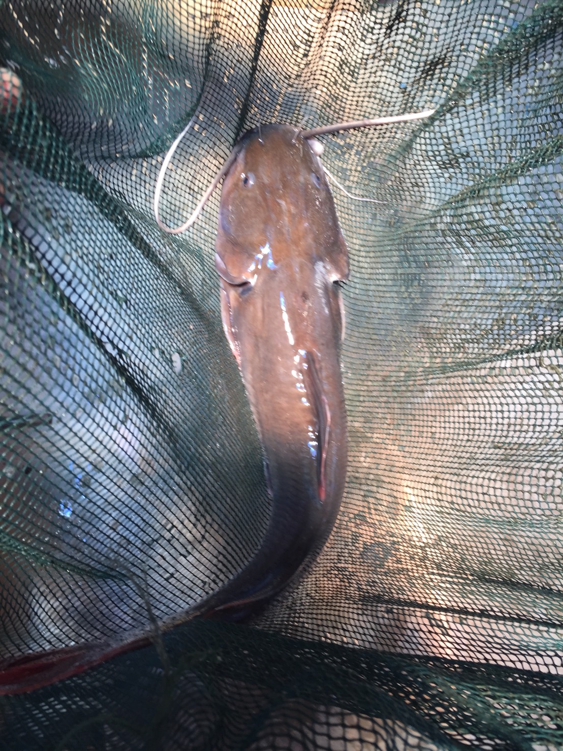 ทบทวนองค์ความรู้และซักซ้อมการเพาะพันธุ์ปลากดแก้ว..คลิก