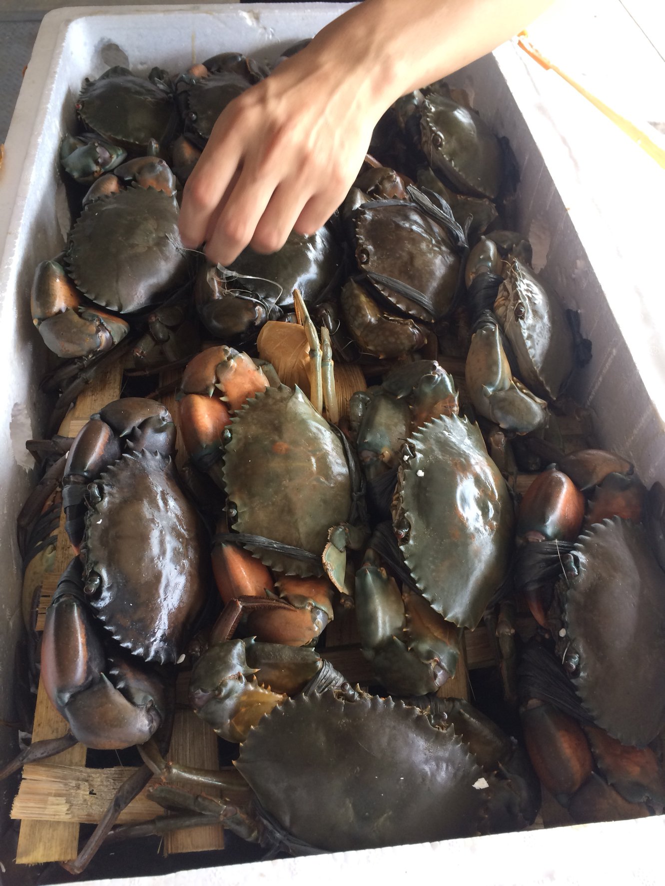 ด่านตรวจสัตว์นำ้ท่าอากาศยานดอนเมือง ตรวจสอบสินค้าสัตว์นำ้นำเข้า..คลิก