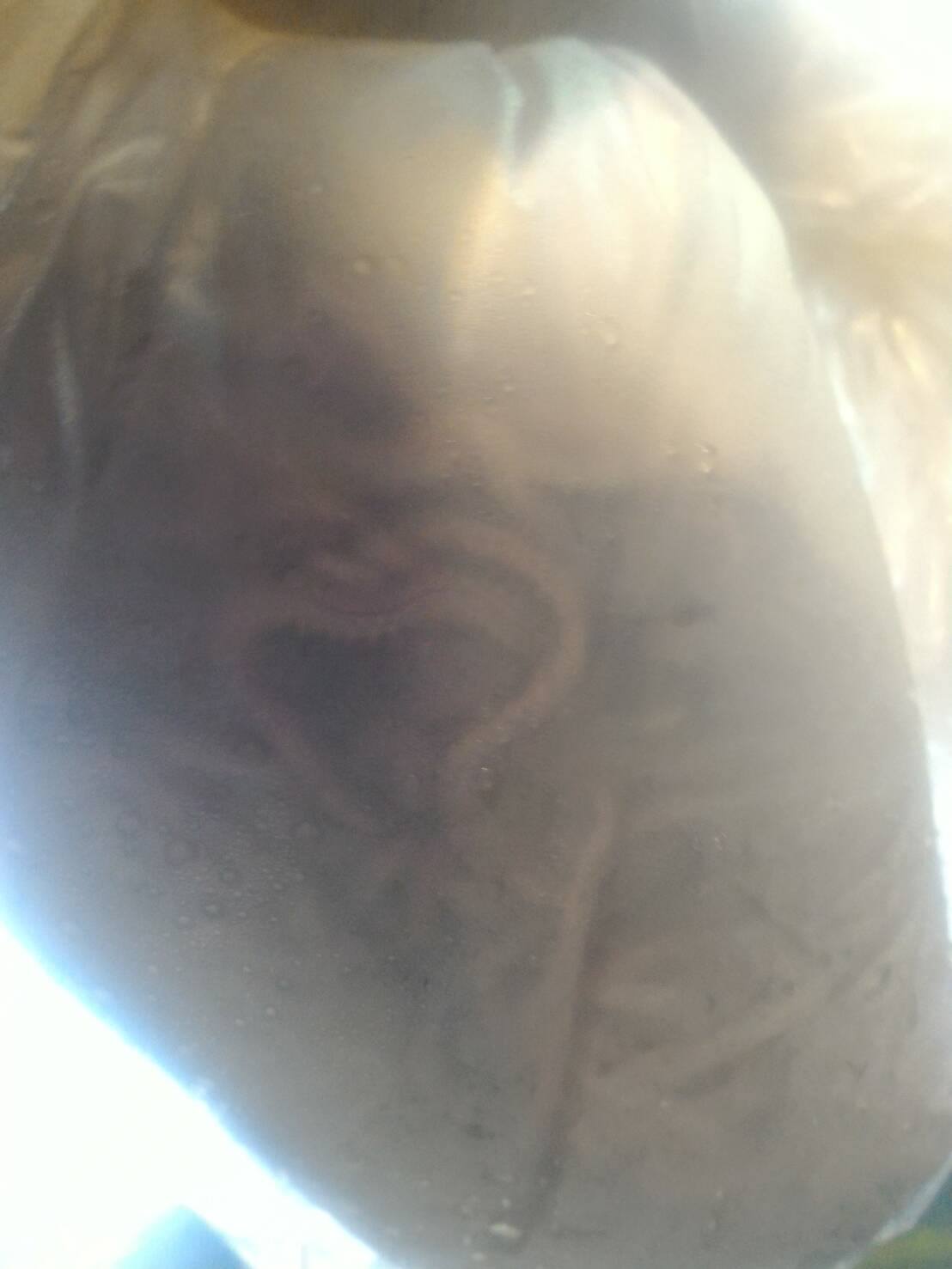 ด่านตรวจสัตว์นำ้ท่าอากาศยานดอนเมือง ตรวจสอบสินค้าสัตว์นำ้ส่งออก..คลิก