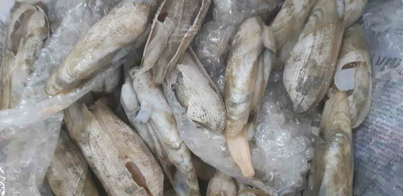 ด่านตรวจสัตว์นำ้ท่าอากาศยานดอนเมือง ตรวจสอบสินค้าสัตว์นำ้นำเข้า..คลิก