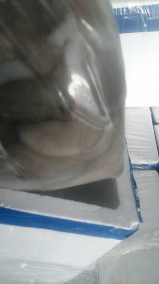 ด่านตรวจสัตว์นำ้ท่าอากาศยานดอนเมือง ตรวจสอบสินค้าสัตว์นำ้ส่งออก..คลิก