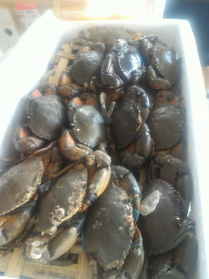 ด่านตรวจสัตว์นำ้ท่าอากาศยานดอนเมือง ตรวจสอบสินค้าสัตว์นำ้นำเข้า..คลิก