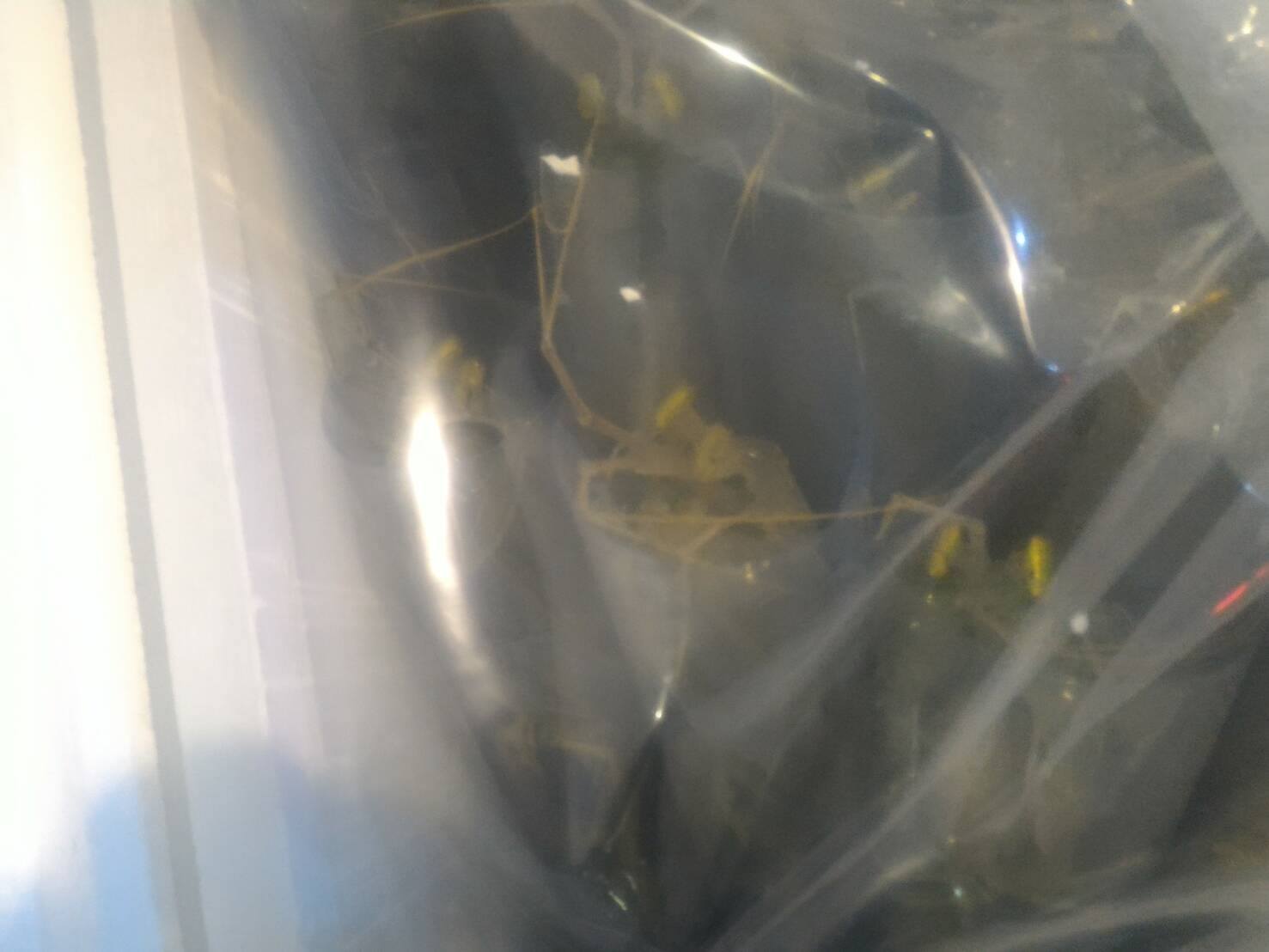 ด่านตรวจสัตว์นำ้ท่าอากาศยานดอนเมือง ตรวจสอบสินค้าสัตว์นำ้ส่งออก..คลิก