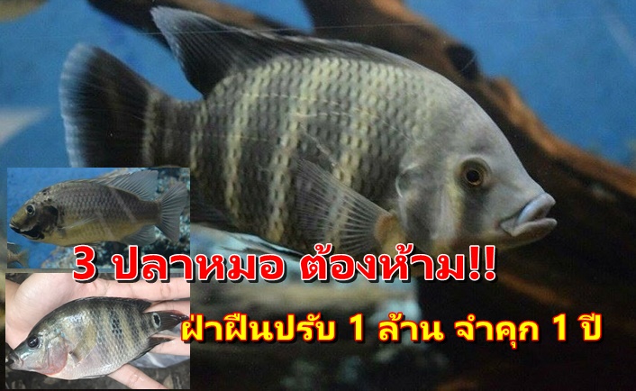 ขึ้นบัญชีดำ ปลาหมอ 3 ชนิด ห้ามนำเข้า-เพาะเลี้ยง ฝ่าฝืนปรับ 1 ล้าน จำคุก 1 ปี..คลิก