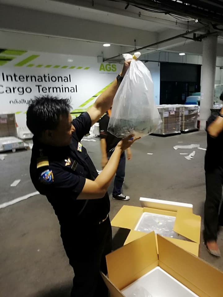 ด่านตรวจสัตว์นำ้ท่าอากาศยานดอนเมือง ตรวจสอบสินค้าสัตว์นำ้ส่งออก..คลิก