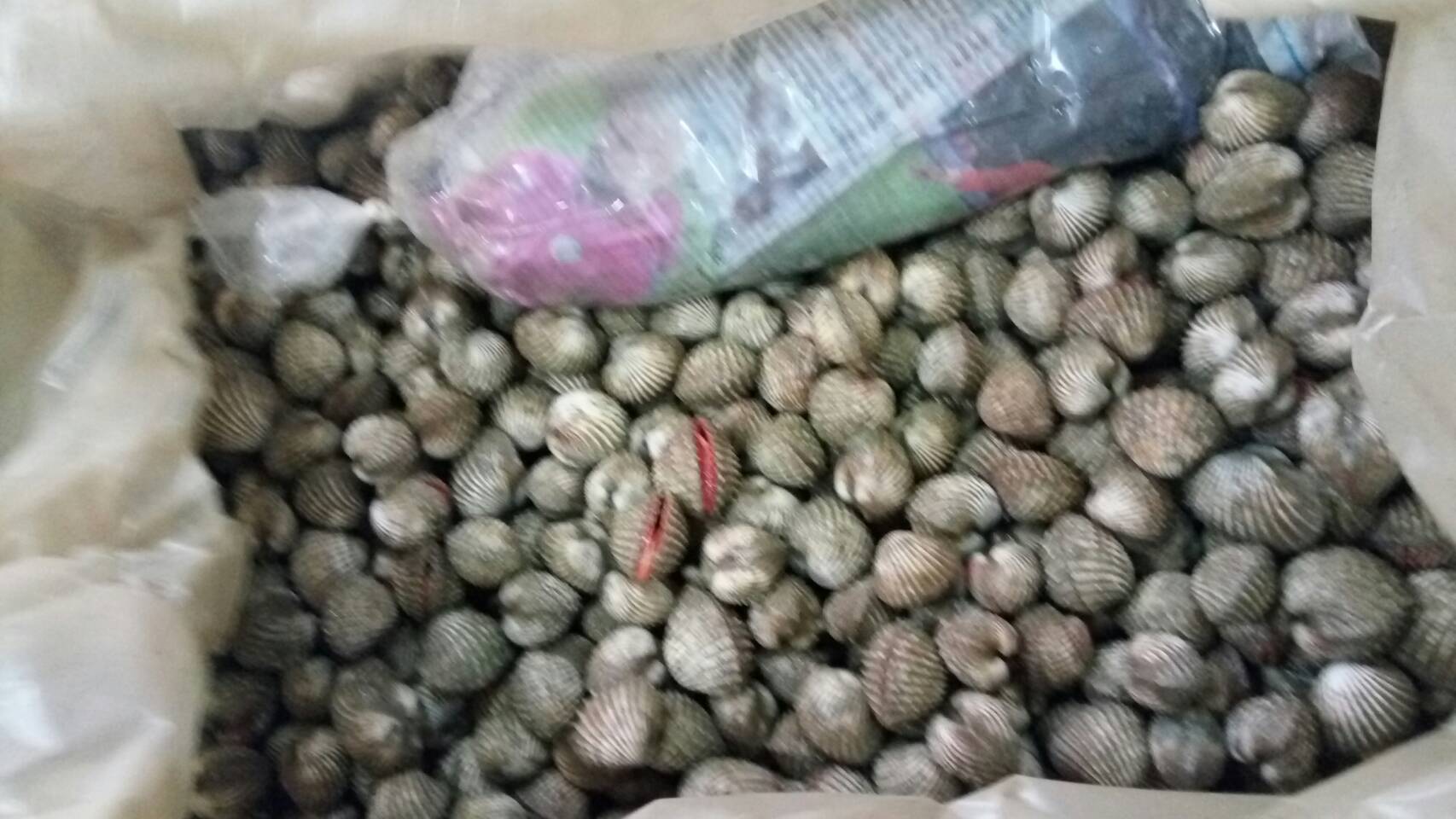 ด่านตรวจสัตว์นำ้ท่าอากาศยานดอนเมือง ตรวจสอบสินค้าสัตว์นำ้นำเข้า..คลิก