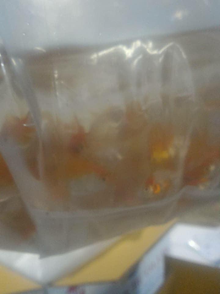 ด่านตรวจสัตว์นำ้ท่าอากาศยานดอนเมือง ตรวจสอบสินค้าสัตว์นำ้ส่งออก..คลิก