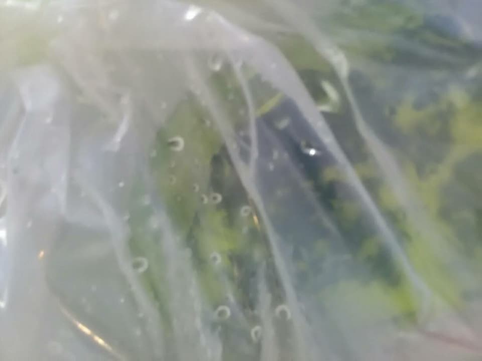 ด่านตรวจสัตว์นำ้ท่าอากาศยานดอนเมือง ตรวจสอบสินค้าสัตว์นำ้ส่งออก..คลิก