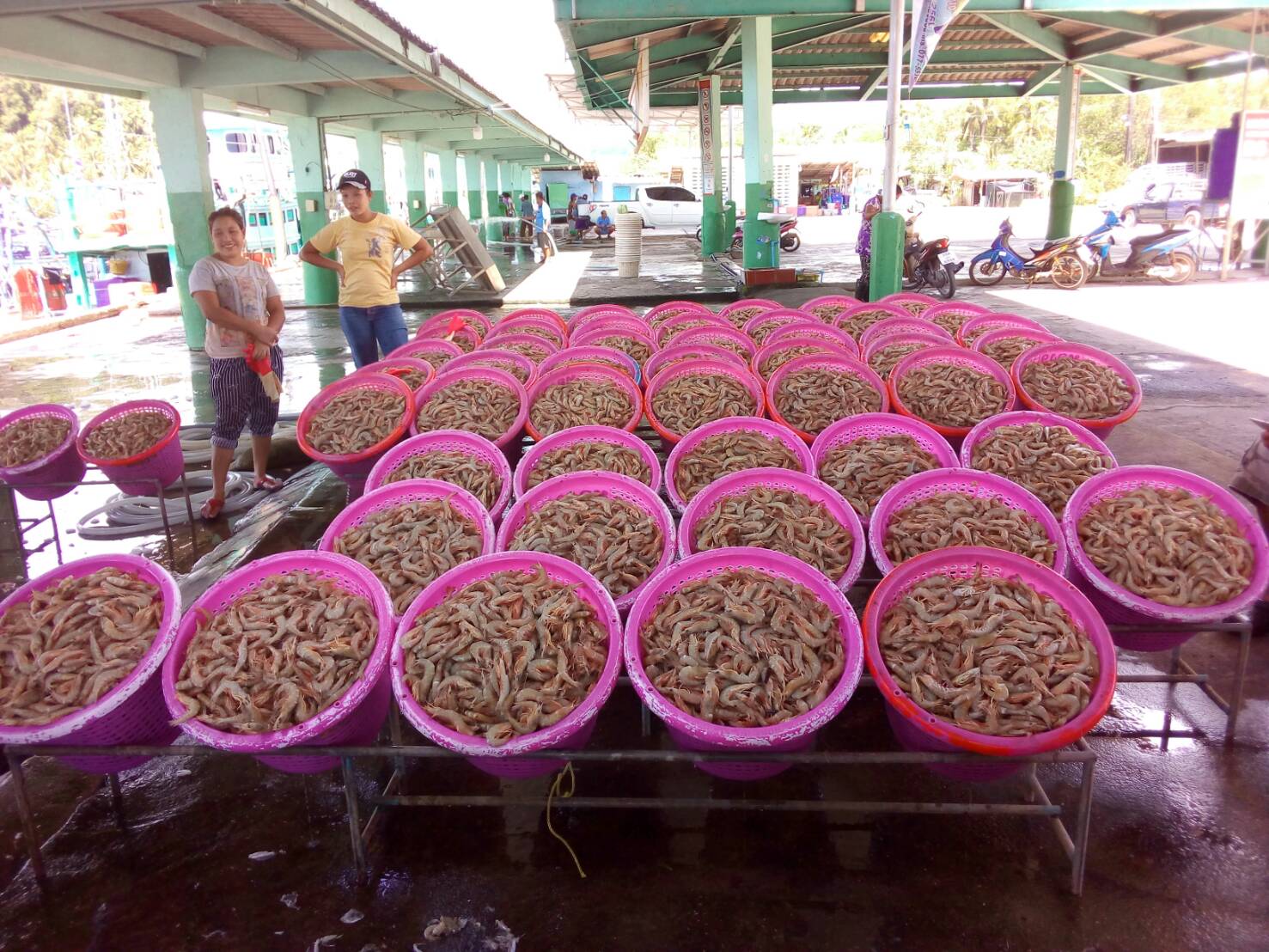 ภาพการปฏิบัติงานตรวจสัตว์น้ำหน้าท่าเทียบเรือประมง (พ.ค.61)..คลิก