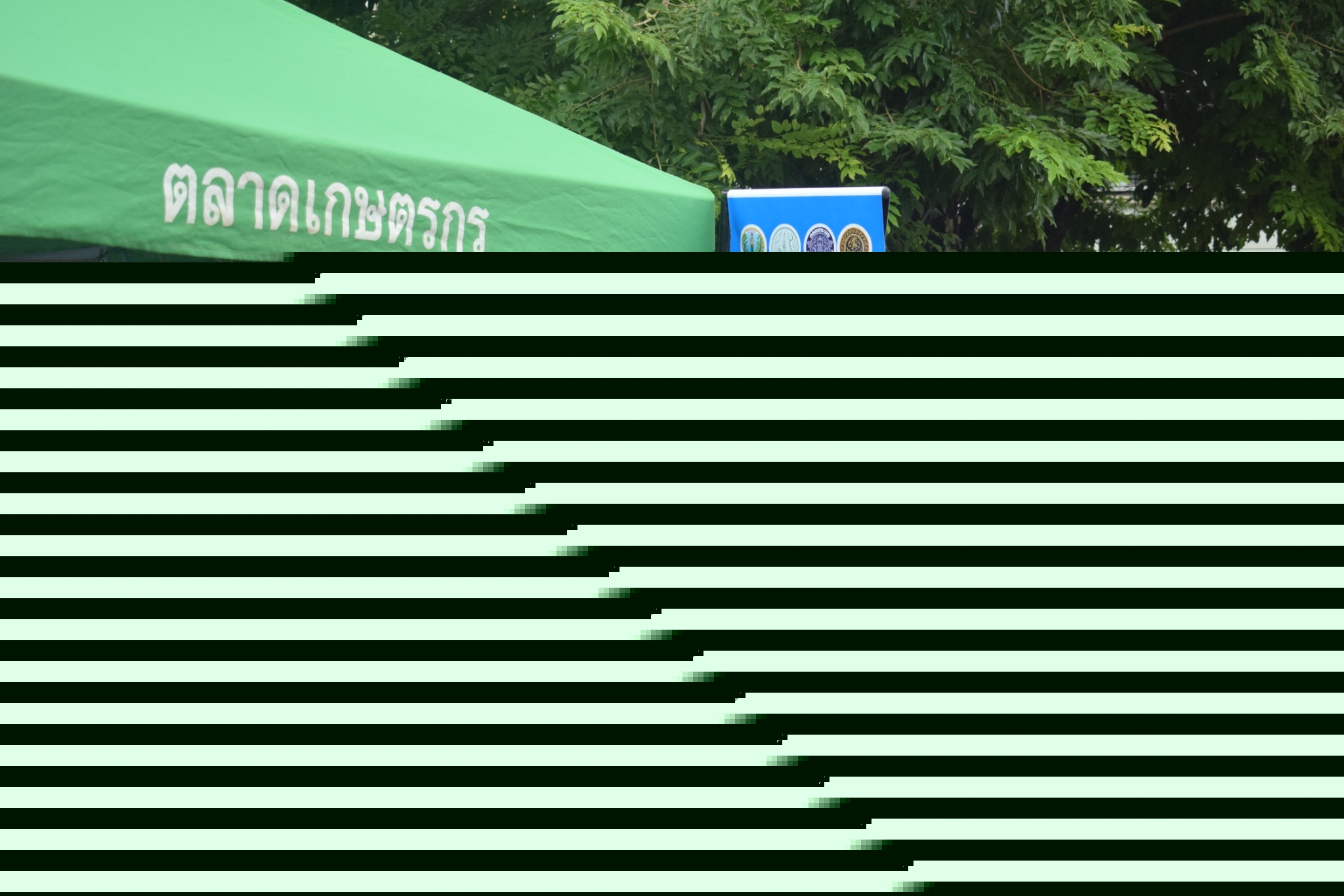 จำหน่าย กุ้งธงฟ้าประชารัฐ..คลิก