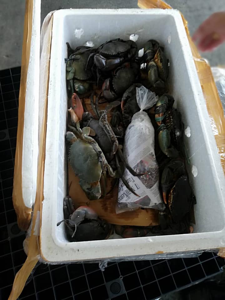 ด่านตรวจสัตว์นำ้ท่าอากาศยานดอนเมือง ตรวจสอบสินค้าสัตว์นำ้นำเข้า..คลิก