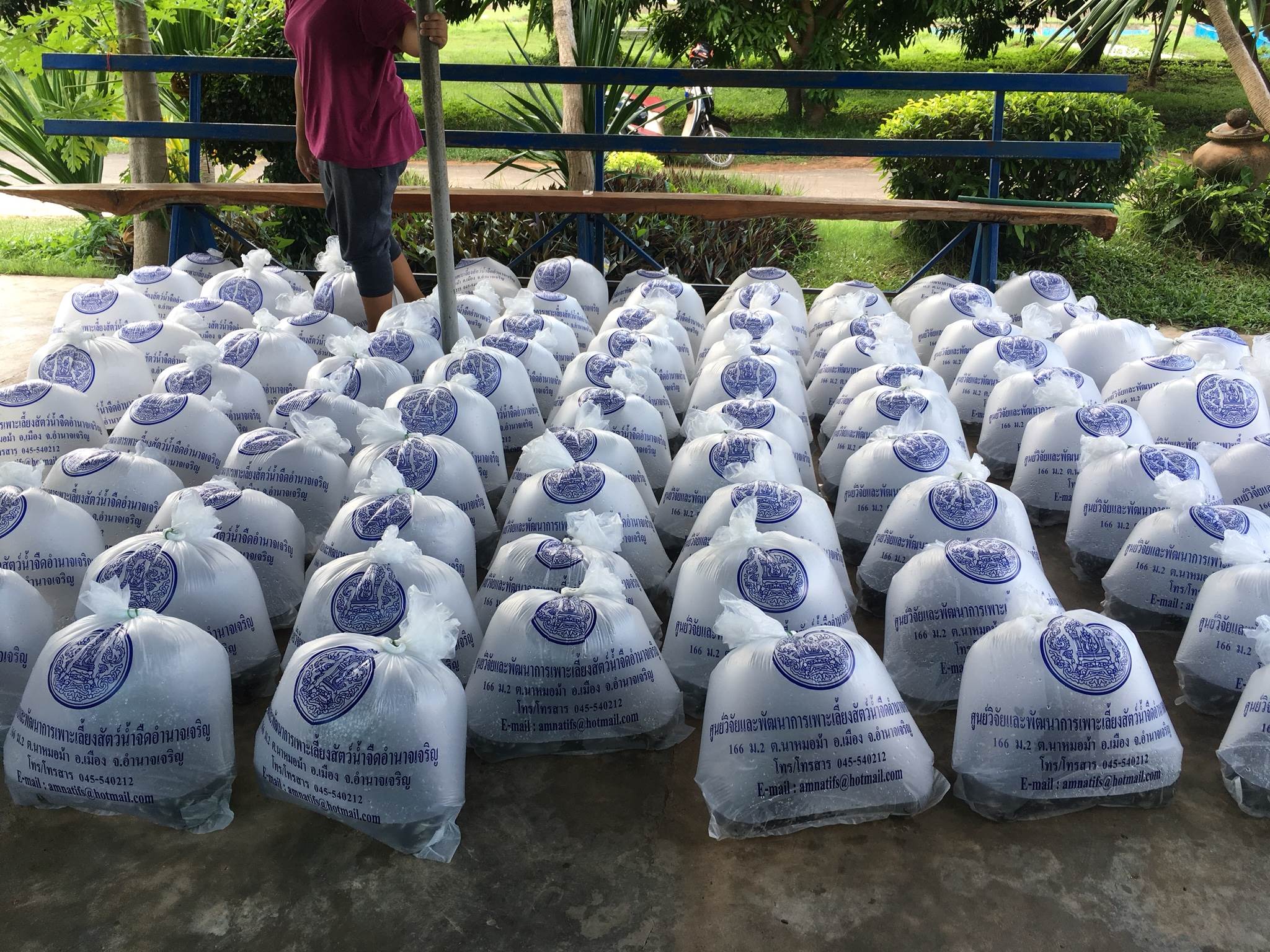 มอบพันธุ์สัตว์น้ำจืด (ปลานิลและปลาตะเพียน)