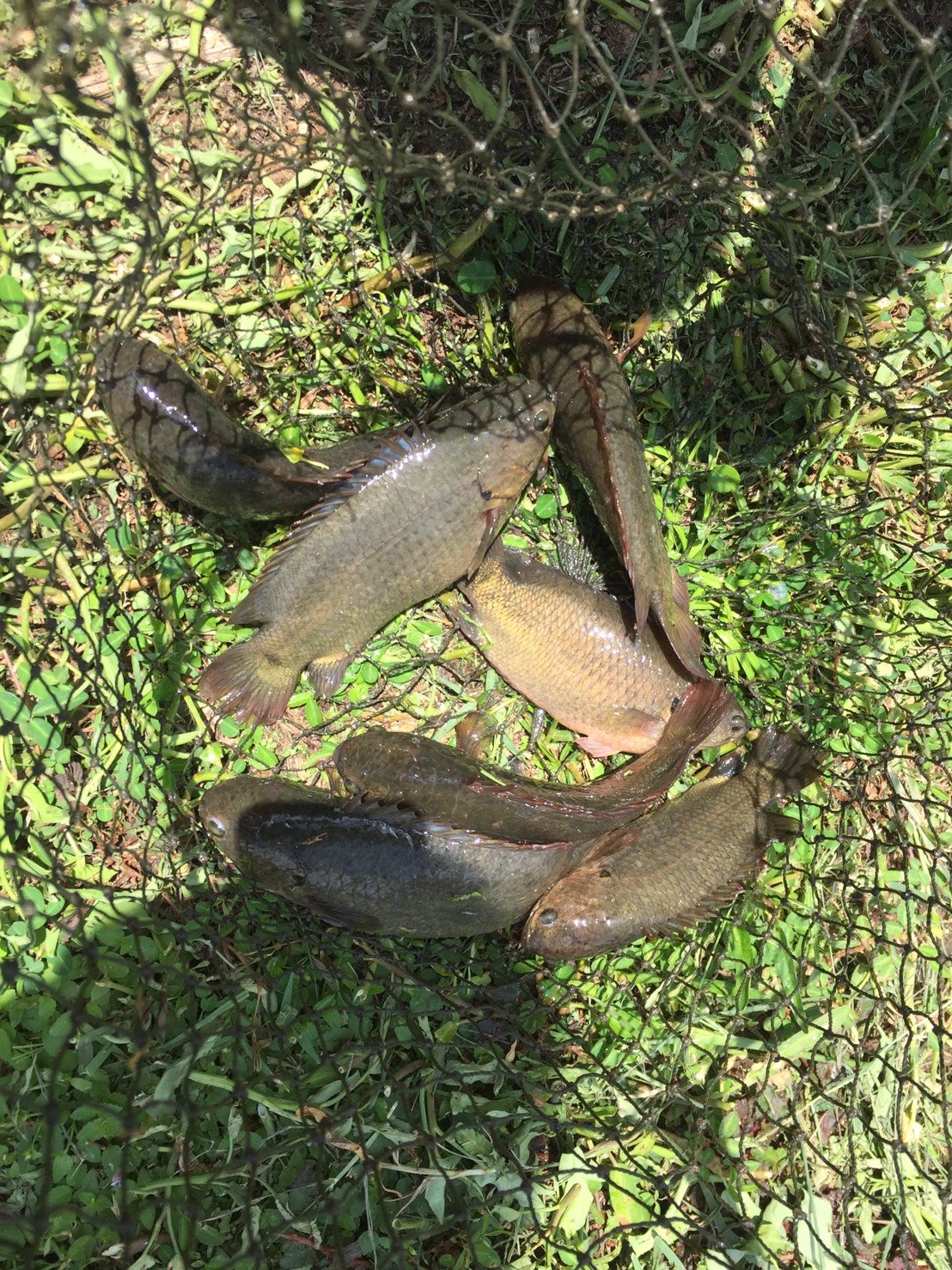 ออกติดตามตรวจเยี่ยม เกษตรกรผู้ร่วมโครงการ..คลิก