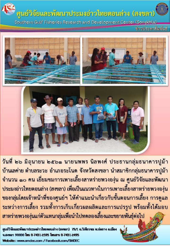 วันที่ 26 มิถุนายน 2561 นายนพพร นิลพงศ์ ประธานกลุ่มธนาคารปูม้า บ้านเลค่าย ตำบลระวะ อำเภอระโนด จังหวัดสงขลา นำสมาชิกกลุ่มธนาคารปูม้า จำนวน 10 คน เยี่ยมชมการเพาะเลี้ยงสาหร่ายพวงองุ่น..คลิก