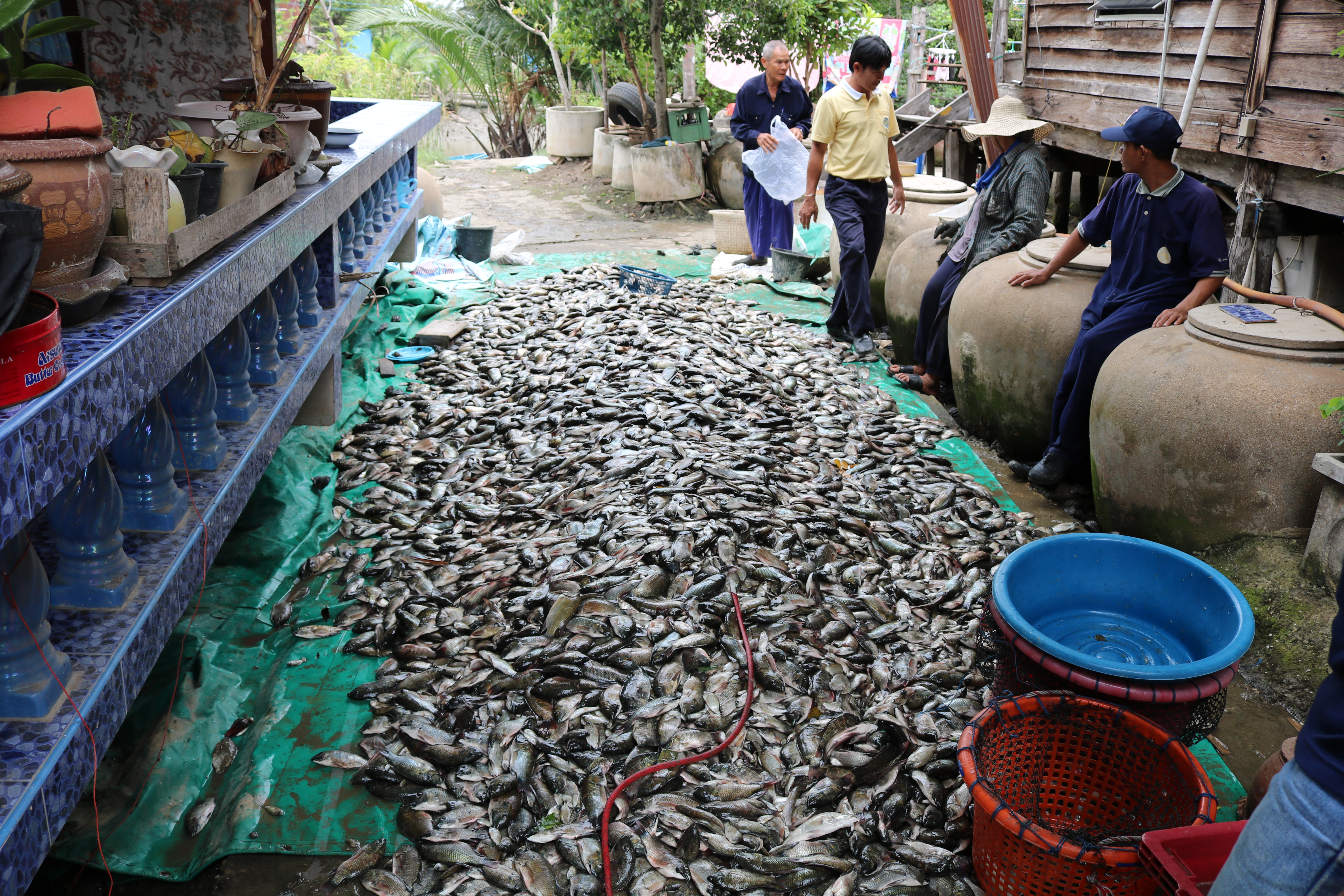 เกษตรกรผู้เลี้ยงกุ้ง สมุทรสงครามร่วมกำจัดคางดำ