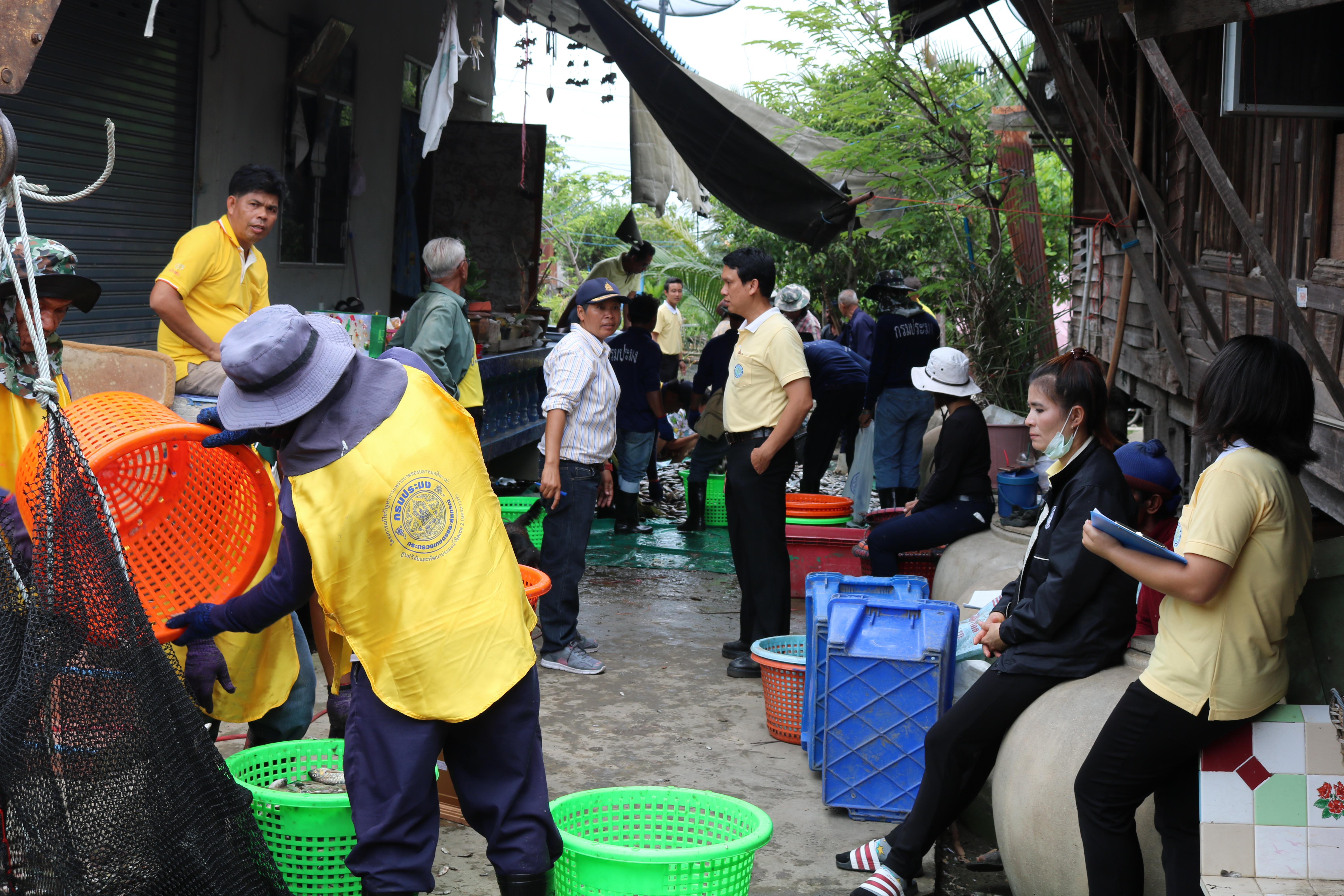 ชั่งวัดประเมินผลจับคางดำ สมุทรสงคราม..คลิก