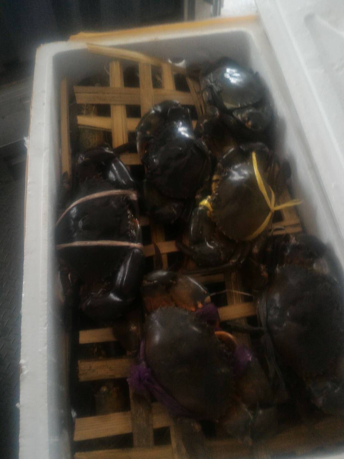 ตรวจสอบสินค้าสัตว์น้ำนำเข้า..คลิก