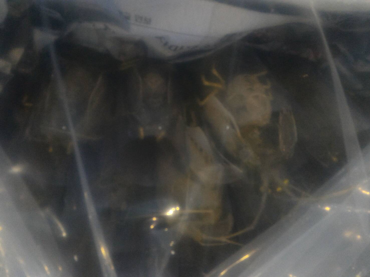 ตรวจสอบสินค้าสัตว์น้ำส่งออก..คลิก