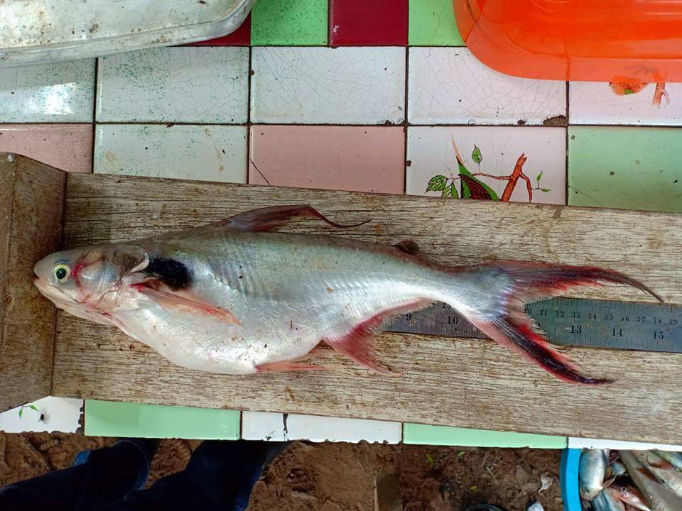 ติดตามการเจริญเติบโตของสัตว์น้ำตามโครงการธนาคารผลผลิตเกษตรด้านการประมง ประจำปี 2561..คลิก