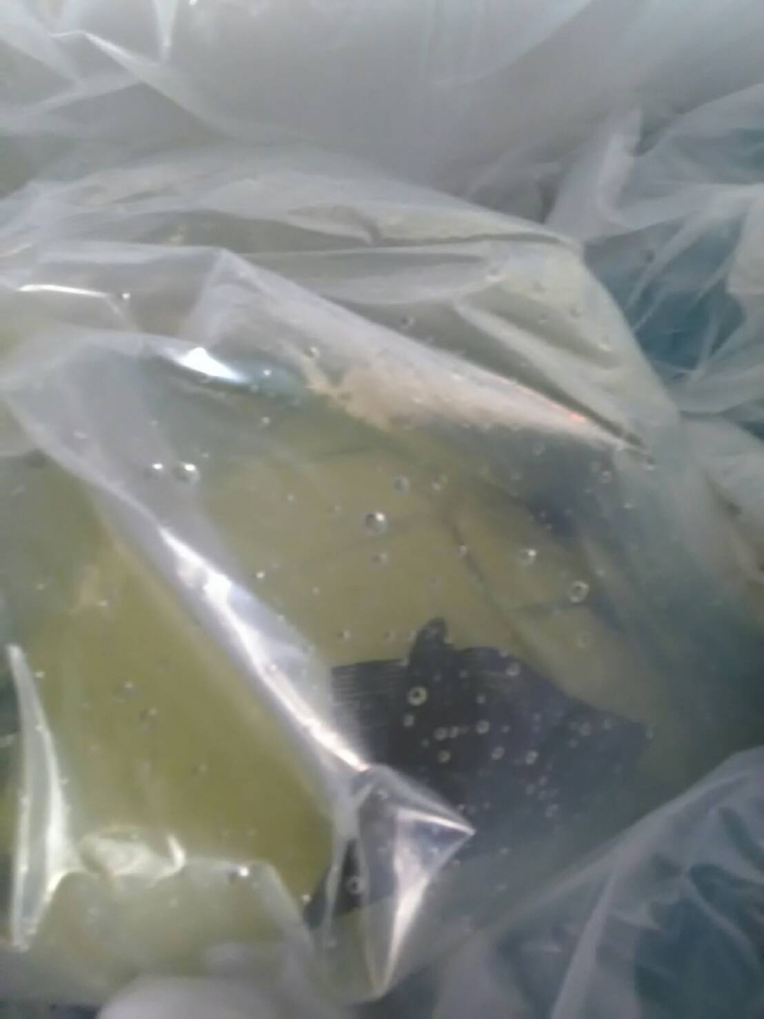 ด่านตรวจสัตว์นำ้ท่าอากาศยานดอนเมือง ตรวจสอบสินค้าสัตว์นำ้ส่งออก..คลิก