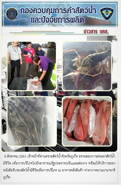 8 สิงหาคม 2561 เจ้าหน้าที่ด่านตรวจสัตว์น้ำจังหวัดภูเก็ต ตรวจสอบการส่งออกสัตว์น้ำมีชีวิต เพื่อการบริโภคไปยังสาธารณรัฐประชาชนจีนและฮ่องกง พร้อมให้บริการออกหนังสือรับรองสัตว์น้ำมีชีวิตเพื่อการบริโภค ณ อาคารคลังสินค้า ท่าอากาศยานนานาชาติภูเก็ต..คลิก