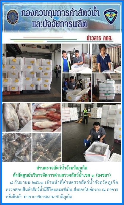 8 กันยายน 2561 เจ้าหน้าที่ด่านตรวจสัตว์น้ำจังหวัดภูเก็ต ตรวจสอบสินค้าสัตว์น้ำมีชีวิตและแช่เย็น ส่งออกไปฮ่องกง ณ อาคารคลังสินค้า ท่าอากาศยานนานาชาติภูเก็ต..คลิก