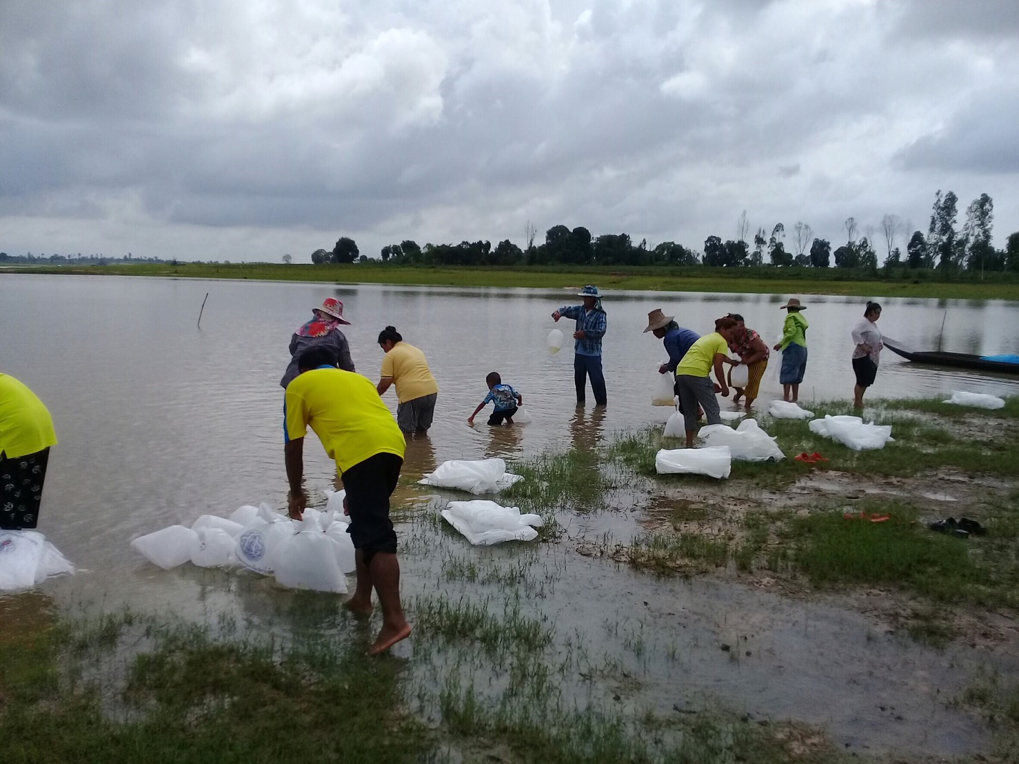 ปล่อยพันธุ์กุ้งก้ามกราม จำนวน 400,000 ตัว ลงใน เขื่อนลำปาว..คลิก