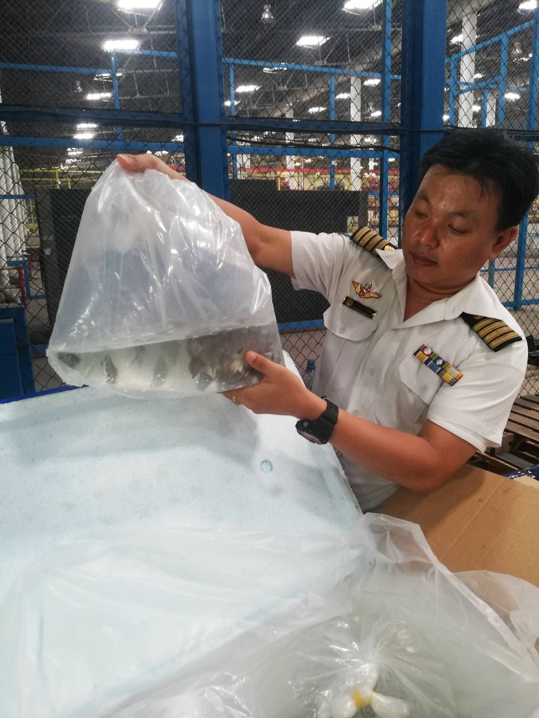 ด่านตรวจสัตว์นำ้ท่าอากาศยานดอนเมือง ตรวจสอบสินค้าสัตว์นำ้นำเข้า..คลิก