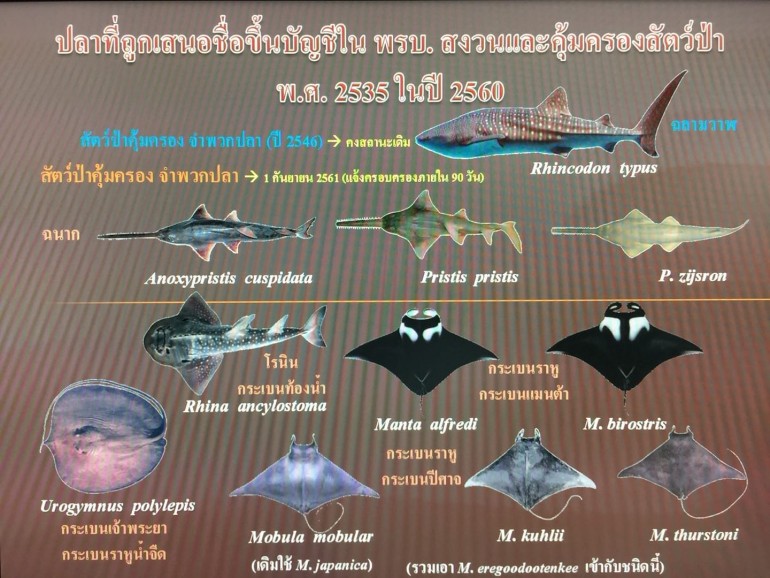 ประกาศให้สัตว์ป่าบางชนิดเป็นสัตว์ป่าคุ้มครอง-ปลากระเบน