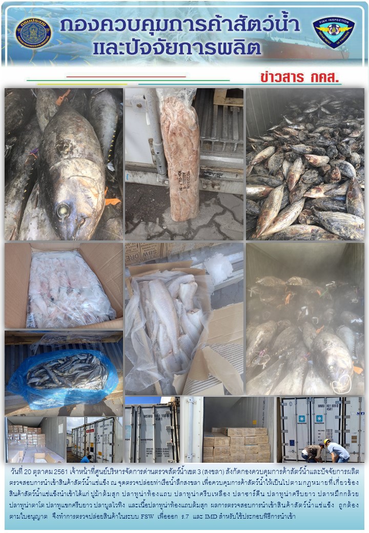 เจ้าหน้าที่ศูนย์บริหารจัดการด่านตรวจสัตว์น้ำเขต 3 (สงขลา) สังกัดกองควบคุมการค้าสัตว์น้ำและปัจจัยการผลิต ตรวจสอบการนำเข้าสินค้าสัตว์น้ำประเภทตู้คอนเทนเนอร์ ณ จุดตรวจปล่อยท่าเรือน้ำลึกสงขลา..คลิก