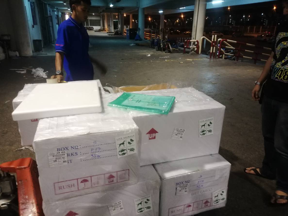 ด่านตรวจสัตว์นำ้ท่าอากาศยานดอนเมือง ตรวจสอบสินค้าสัตว์นำ้ส่งออก..คลิก