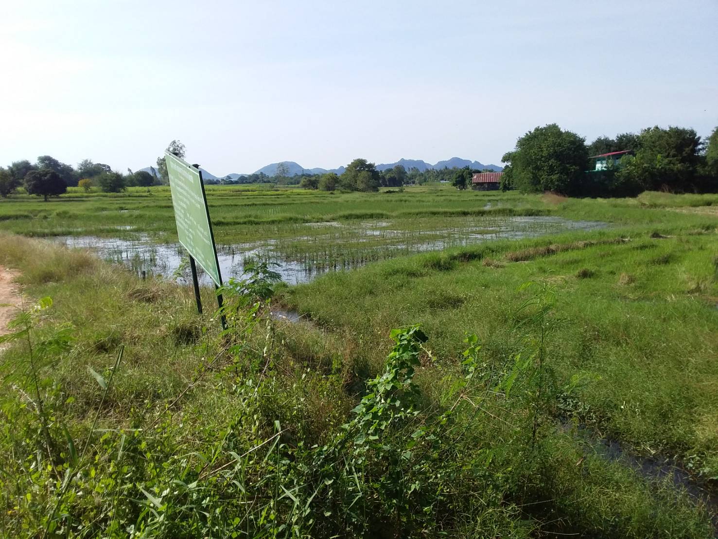 ร่วมลงตรวจสอบคุณภาพน้ำพบปลาตายจำนวนมากในบ่อน้ำประปาหมู่บ้าน..คลิก