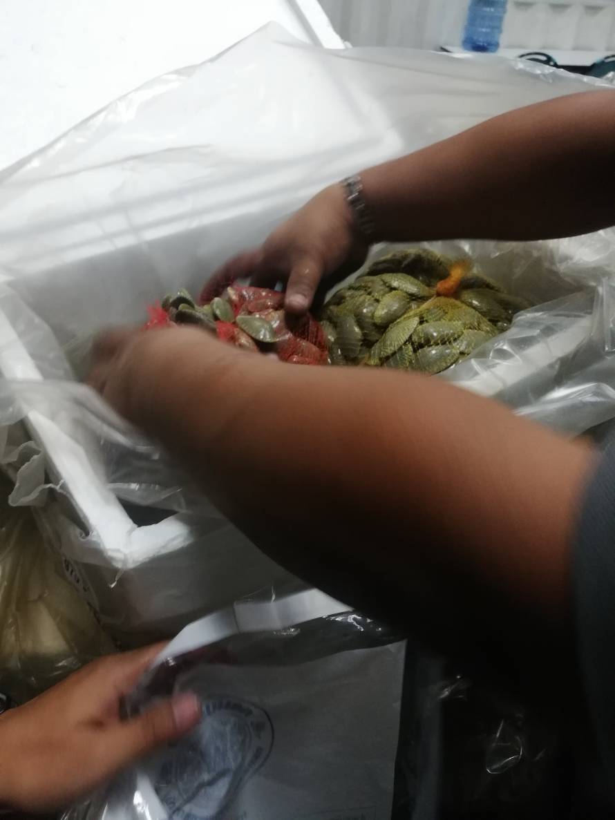 ด่านตรวจสัตว์นำ้ท่าอากาศยานดอนเมือง ตรวจสอบสินค้าสัตว์นำ้นำเข้า..คลิก