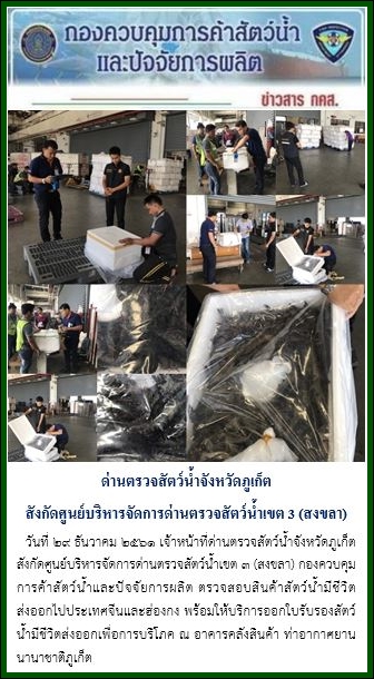 วันที่ 29 ธันวาคม 2561 เจ้าหน้าที่ด่านตรวจสัตว์น้ำจังหวัดภูเก็ต สังกัดศูนย์บริหารจัดการด่านตรวจสัตว์น้ำเขต 3 (สงขลา) กองควบคุมการค้าสัตว์น้ำและปัจจัยการผลิต ตรวจสอบสินค้าสัตว์น้ำมีชีวิต ส่งออกไปประเทศจีนและฮ่องกง พร้อมให้บริการออกใบรับรองสัตว์น้ำมีชีวิตส่งออกเพื่อการบริโภค ณ อาคารคลังสินค้า ท่าอากาศยานนานาชาติภูเก็ต..คลิก
