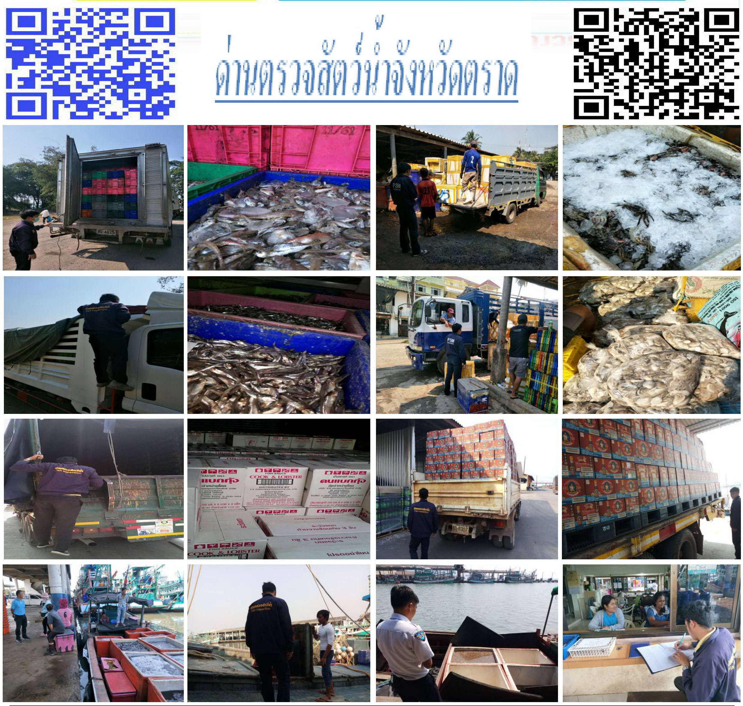 วันที่ 25 มกราคม 2562 ด่านตรวจสัตว์น้ำจังหวัดตราด ตรวจสอบการนำเข้า – ส่งออกสัตว์น้ำและผลิตภัณฑ์สัตว์น้ำ ณ จุดผ่านแดนถาวรบ้านหาดเล็ก ตรวจสอบการส่งออกผลิตภัณฑ์สัตว์น้ำ ณ ท่าเทียบเรือ ส.กฤตรวัณ ตรวจสอบเรือประมงกัมพูชา ณ จุด Choke Point ท่าเทียบเรือกัลปังหา เพื่อควบคุมการค้าสัตว์น้ำให้เป็นไปตามกฎหมายที่เกี่ยวข้อง..คลิก