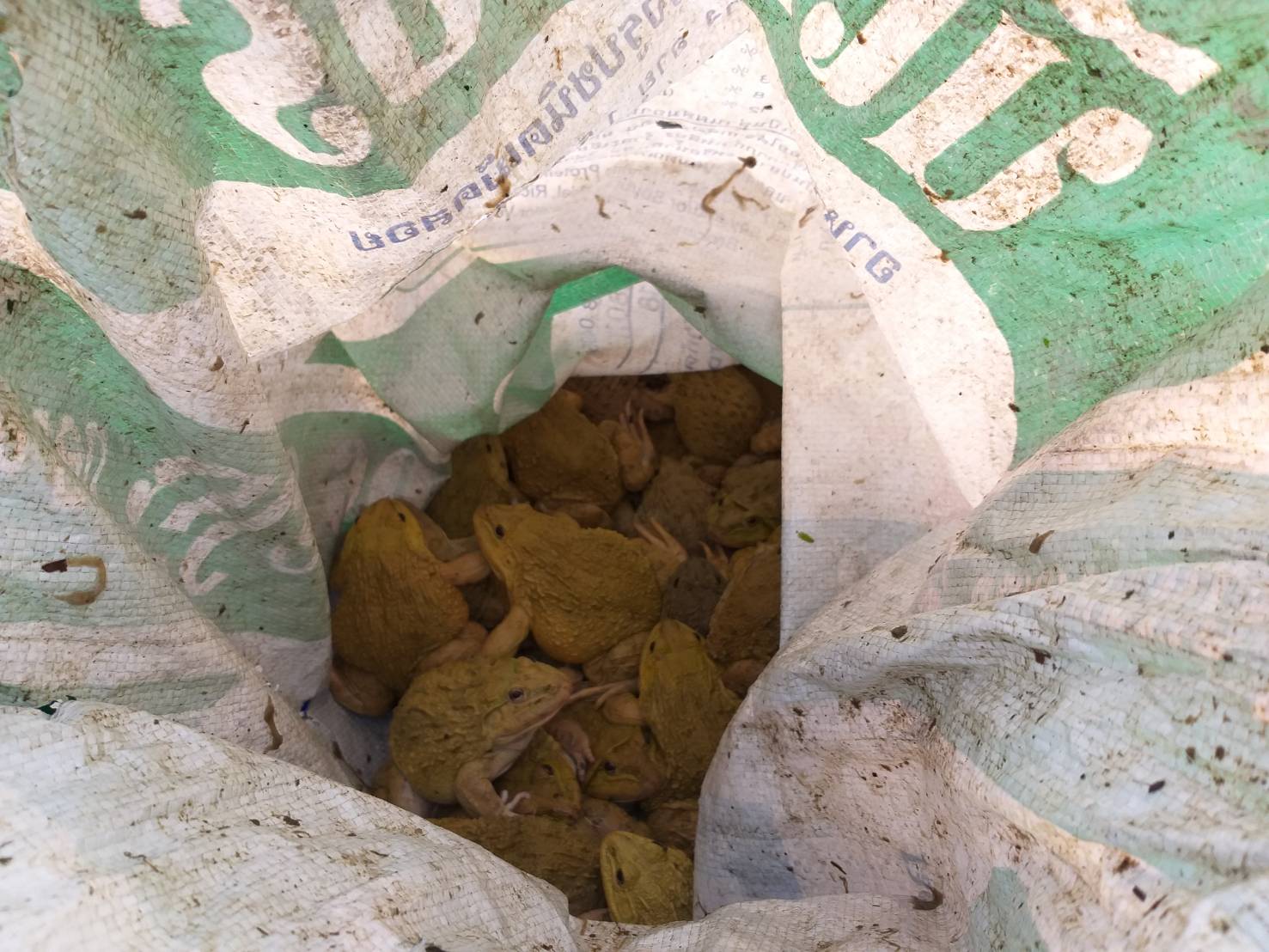 เจ้าหน้าที่ด่านตรวจสัตว์น้ำจังหวัดหนองคาย ตรวจป้องกันฯและตรวจสอบสินค้าส่งออกไปยัง สปป.ลาว ณ จุดผ่อนปรนบ้านหม้อ..คลิก