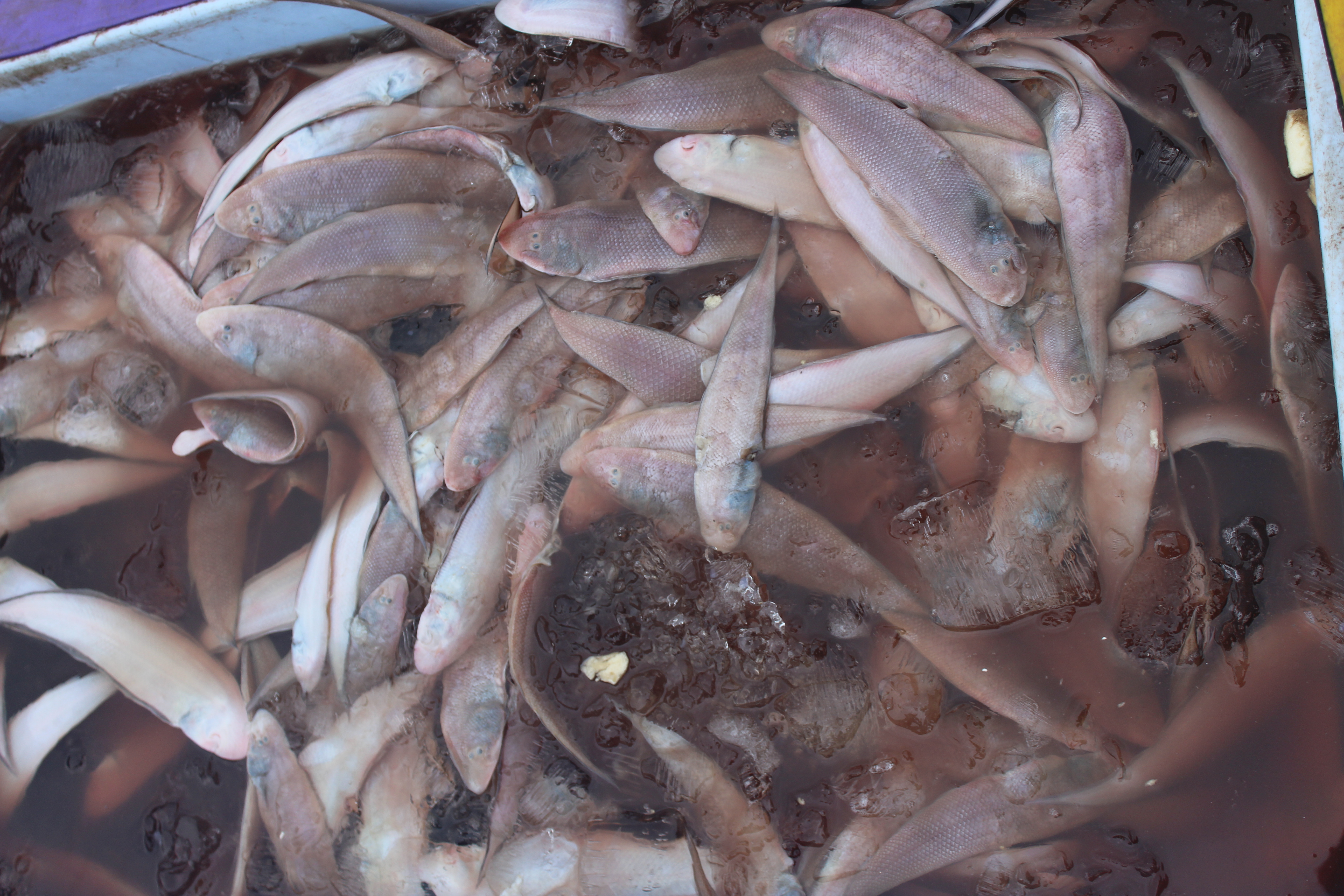 ตรวจสอบเรือและสินค้านำเข้าจากประเทศ MYANMAR..คลิก