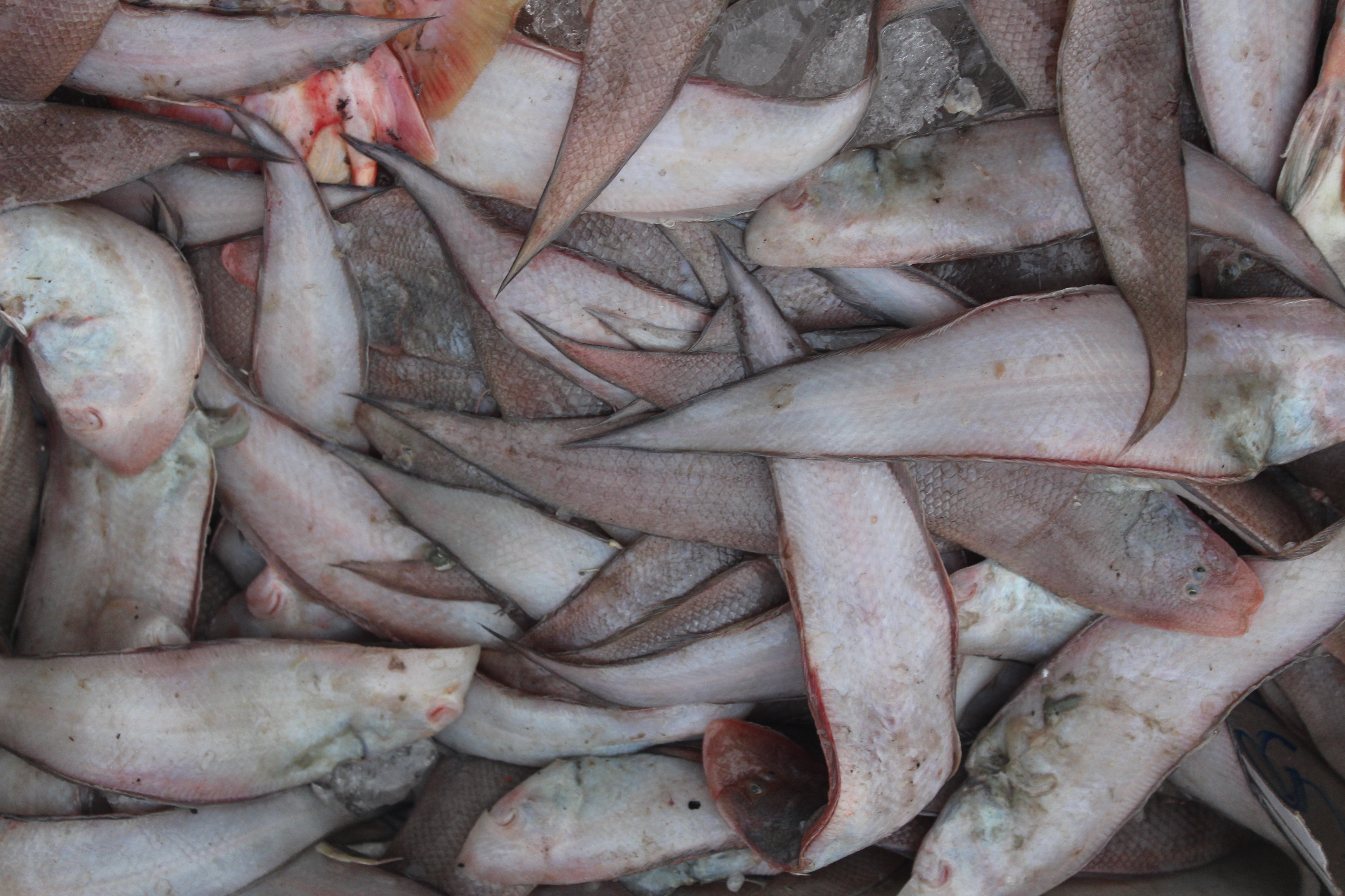 ตรวจสอบเรือและสินค้านำเข้าจากประเทศ MYANMAR..คลิก