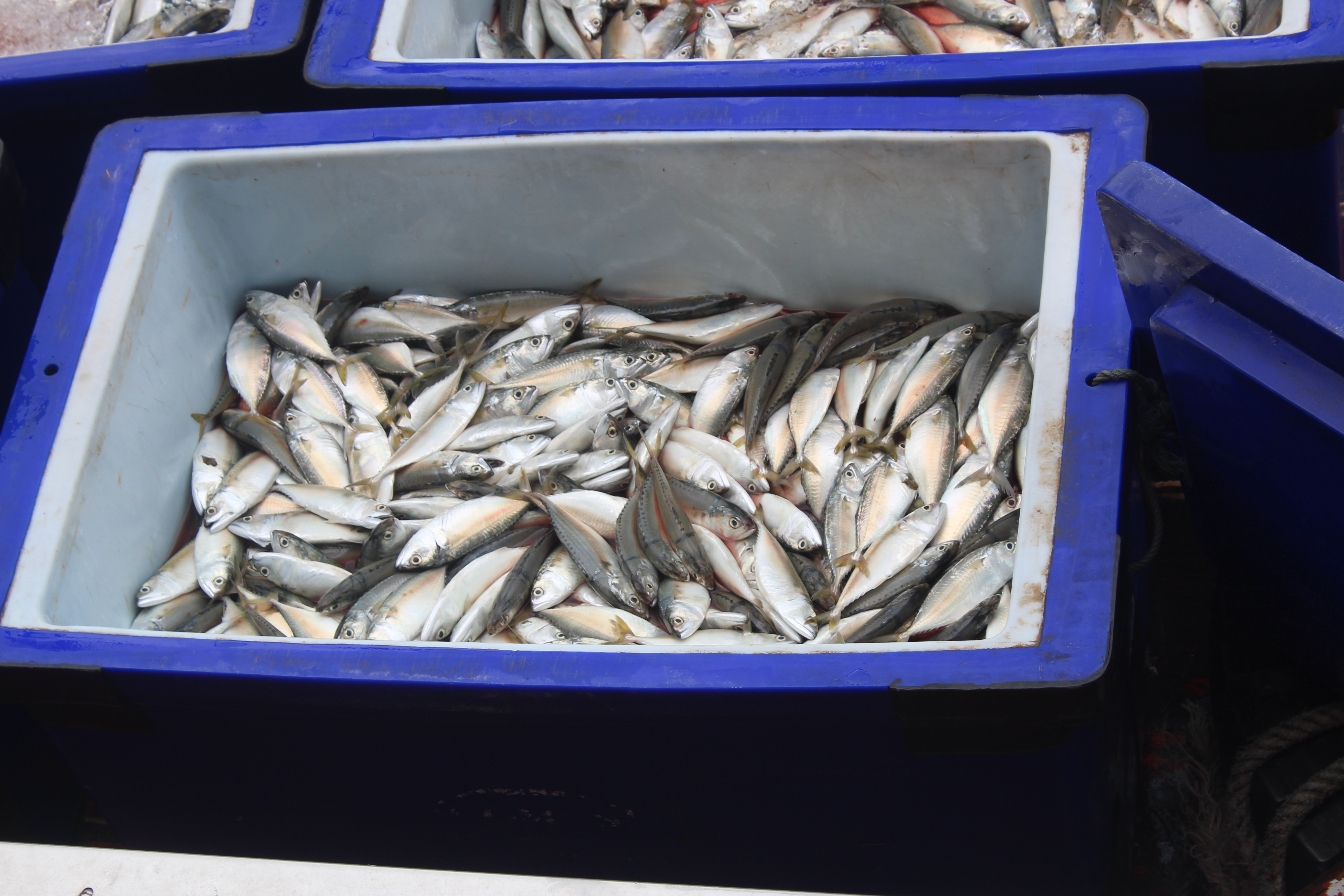 ตรวจสอบเรือและสินค้านำเข้าจากประเทศ MYANMAR..คลิก