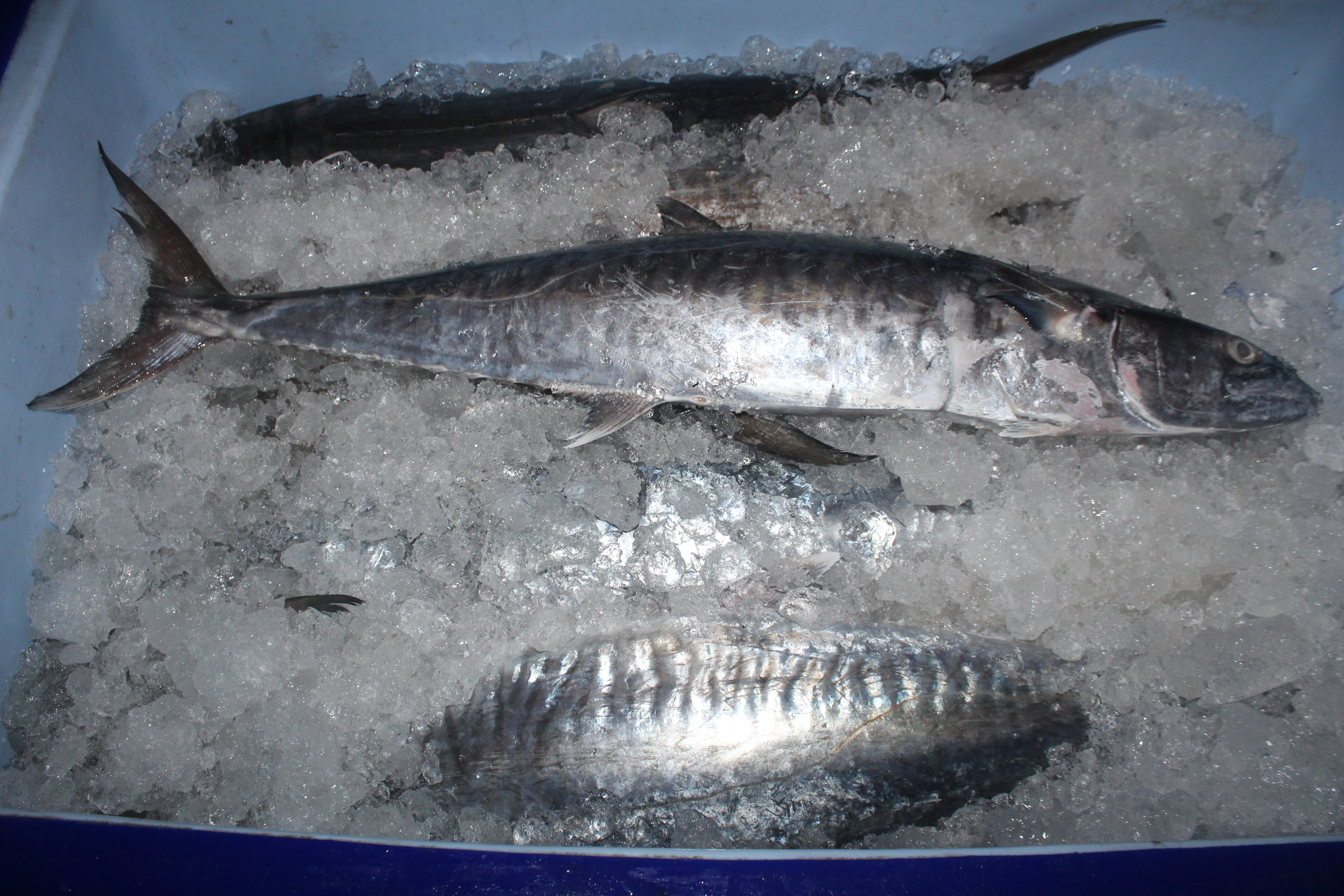 ควบคุมขนถ่ายสัตว์น้ำขึ้นท่าจากประเทศMYANMAR..คลิก