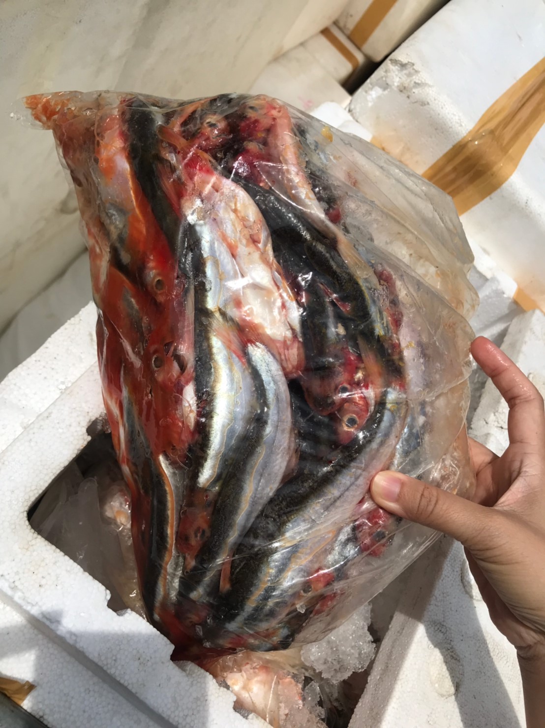 เจ้าหน้าที่ศูนย์ฯ ตรวจสอบสินค้าสัตว์น้ำแช่เย็นส่งออกไปยังสาธารณรัฐประชาธิปไตยประชาชนลาว ณ จุดผ่านแดนถาวรหน้าที่ว่าการอำเภอเชียงแสน อำเภอเชียงแสน จังหวัดเชียงราย..คลิก